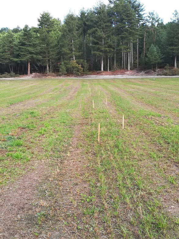 replanteo de planta fotovoltaica