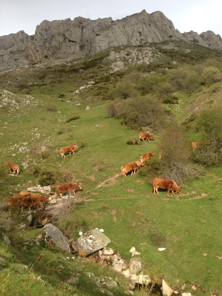 Informe de actividad y tasación de ganado